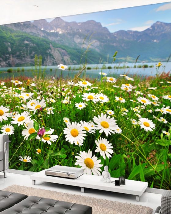 Fototapety Stokrotki